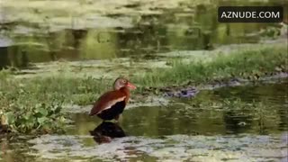 ASHTON LEIGH nude in Swamp Shark
